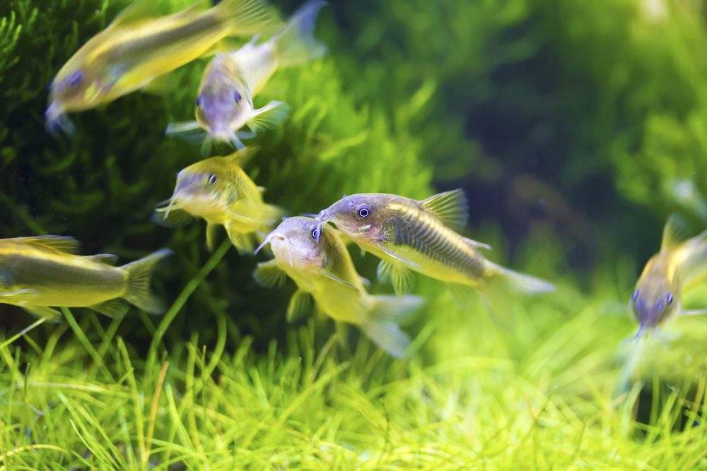Do Cory Catfish Clean The Tank?