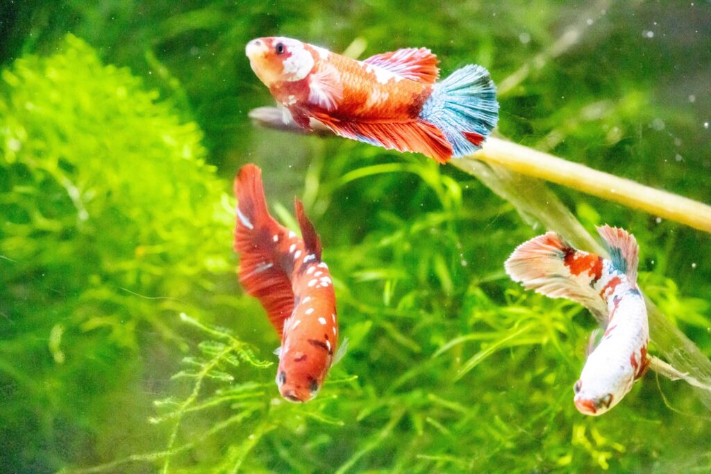 Betta Harmony: Creating a Serene Sorority Tank