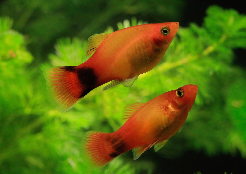 Are Platies Good Beginner Fish?