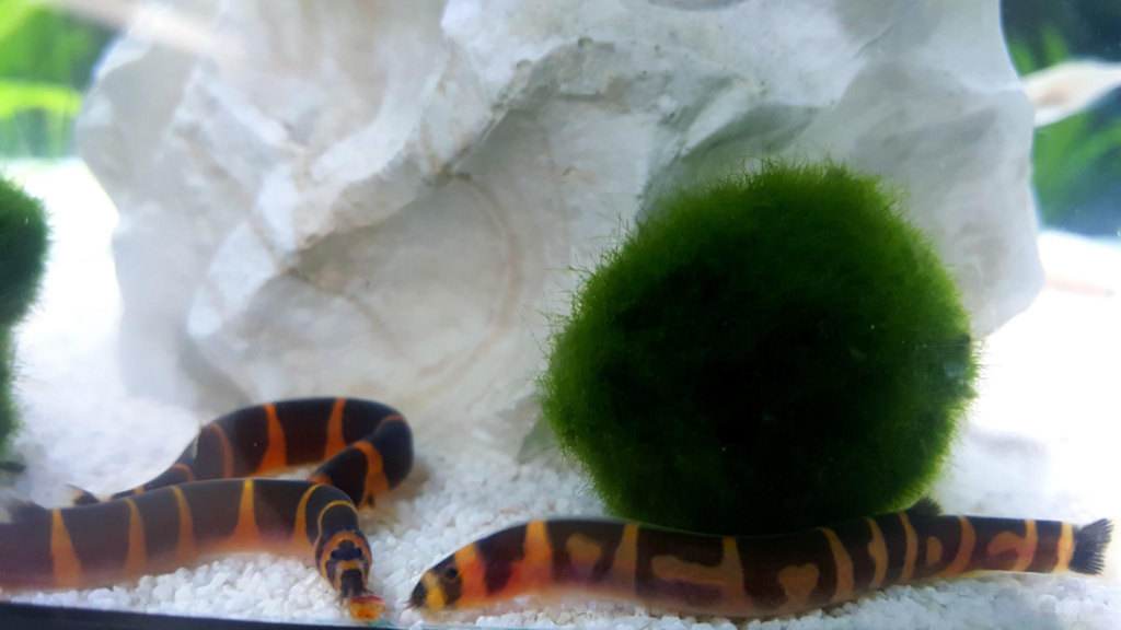 Are Kuhli Loaches Aggressive?