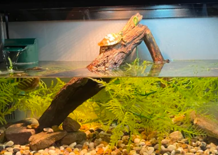 The perfect habitat should have a balanced water-land ratio