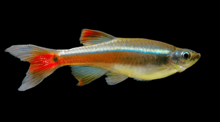 White Cloud Mountain Minnows