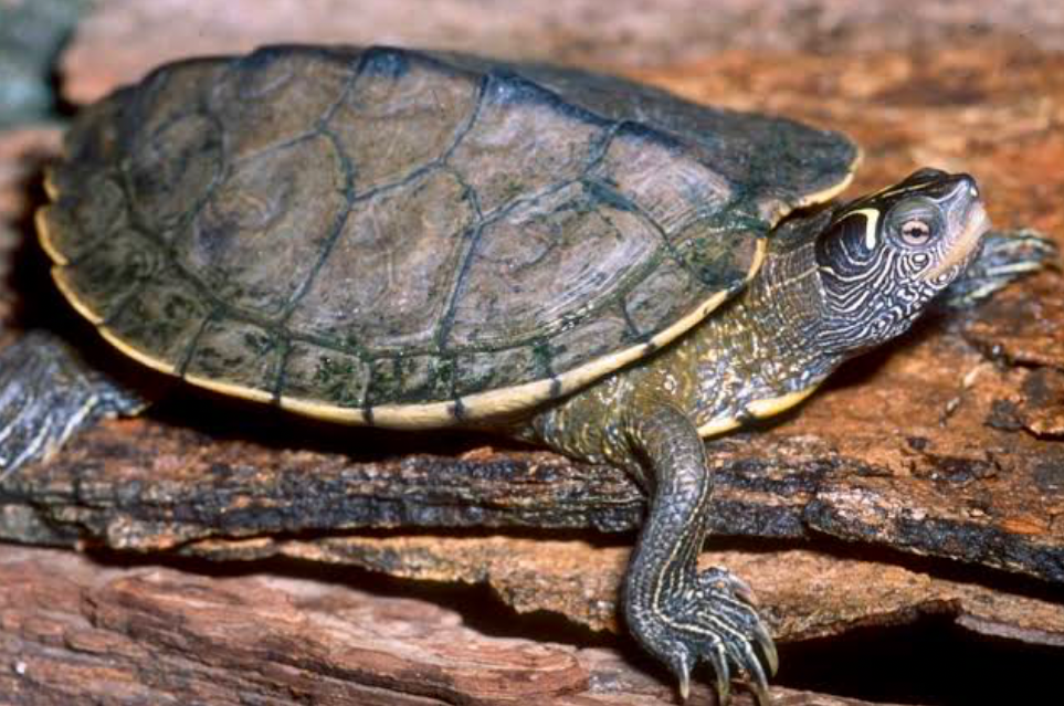 False Map Turtles have L slivers behind their eyes and lighter shells