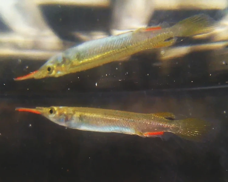 Halfbeak fish skimming the water's surface.