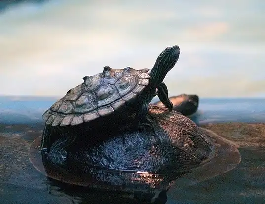 Black-knobbed Map Turtles have black bodies