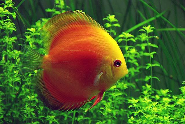 Pictured, A Red Melon Discus fish in a planted aquarium