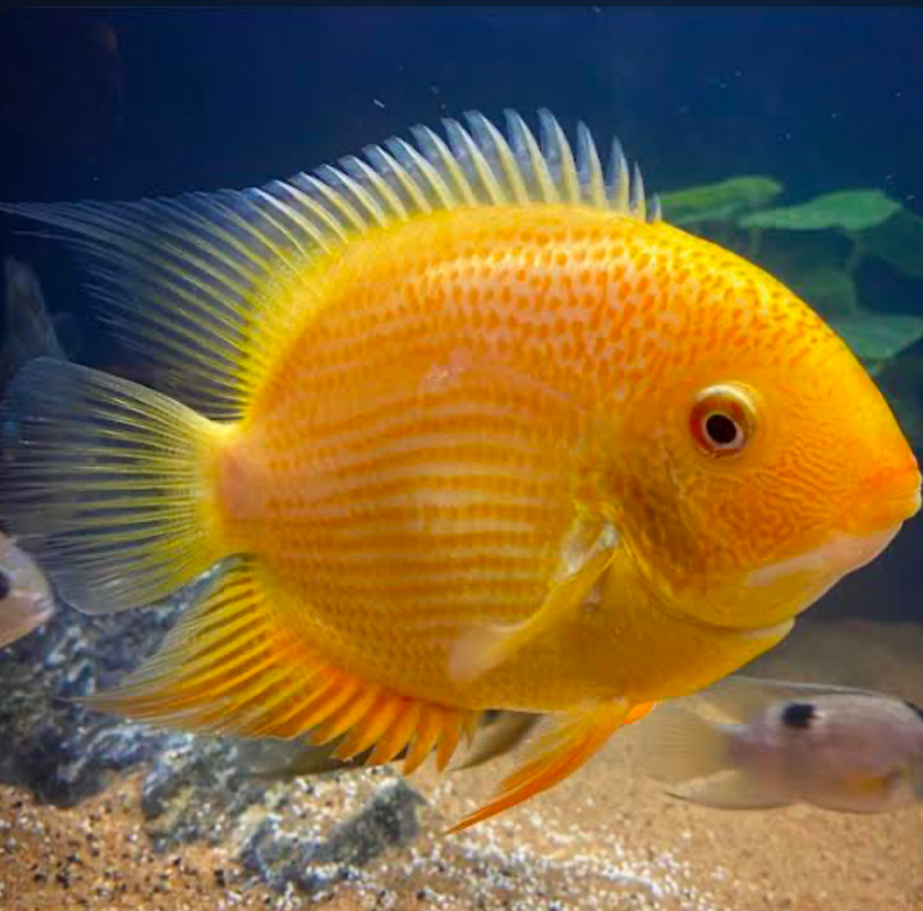 Large cichlids are the best fish companions for map turtles