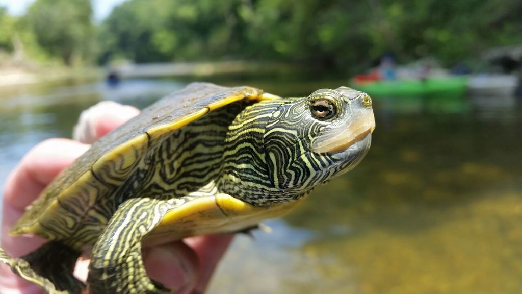 Happy and healthy Northern Map Turtle
