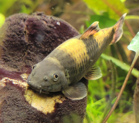 Older Chunky Panda Garra (Garra flavatra) in a well planted nano tank