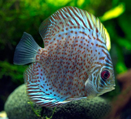 Pictured, A blue-spotted Leopard Discus fish in an aquarium
