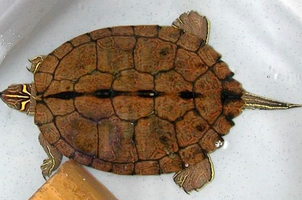 Mississippi Map Turtles have a single black stripe across the right side of their shells