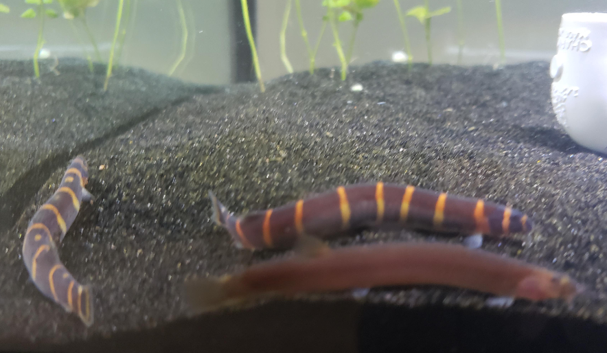 Understanding Kuhli Loaches