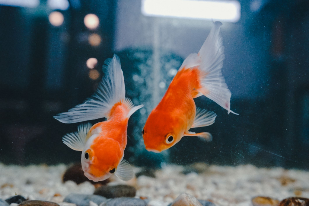 What Size Tank Do I Need For 2 Goldfish?