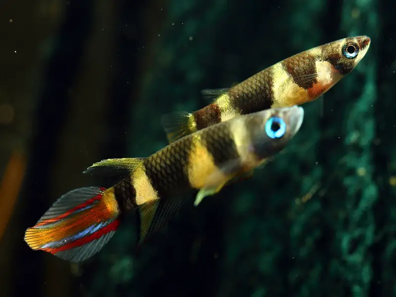 how many killifish should be kept together
