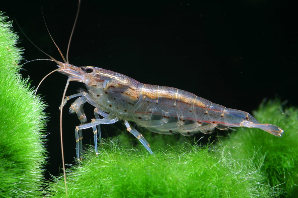 Pictured, an Amano shrimp on some moss