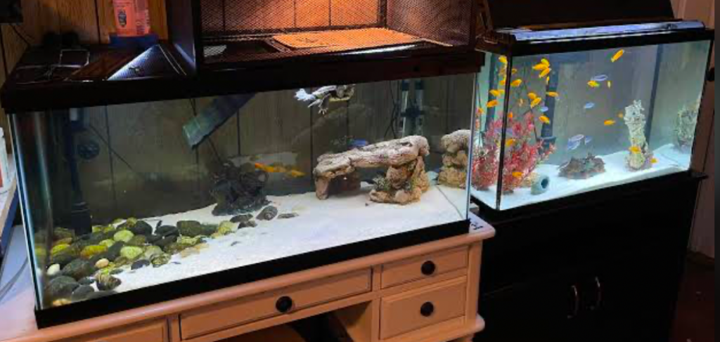 Turtles live best alone but can co-habitate