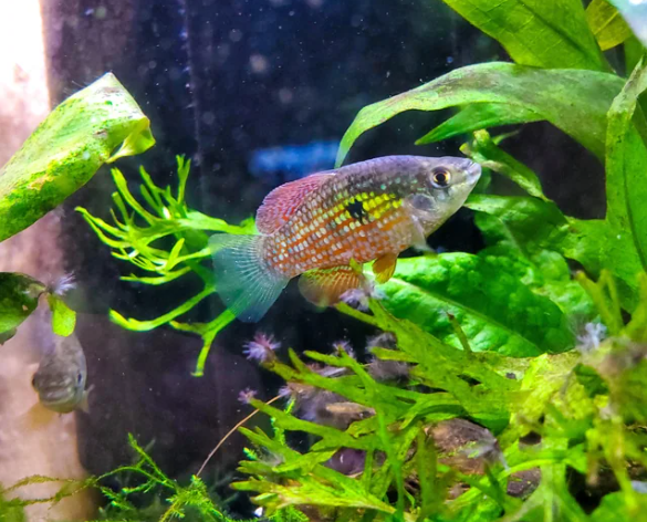 American Flagfish, a colorful freshwater fish, in a well aquascaped nano tank