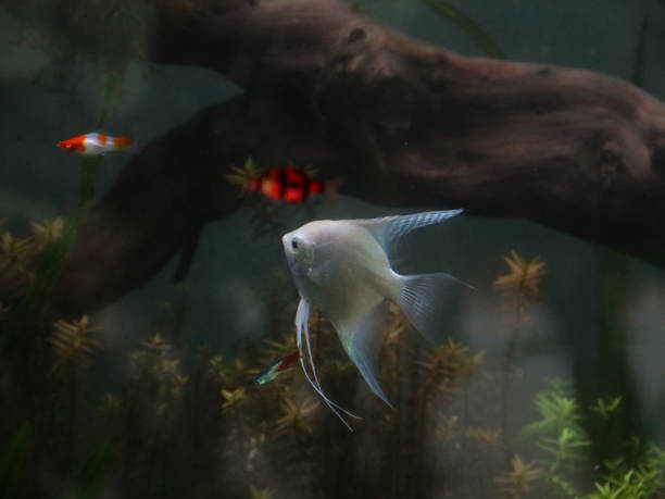 Ghost Angelfish: A Complete Care Guide