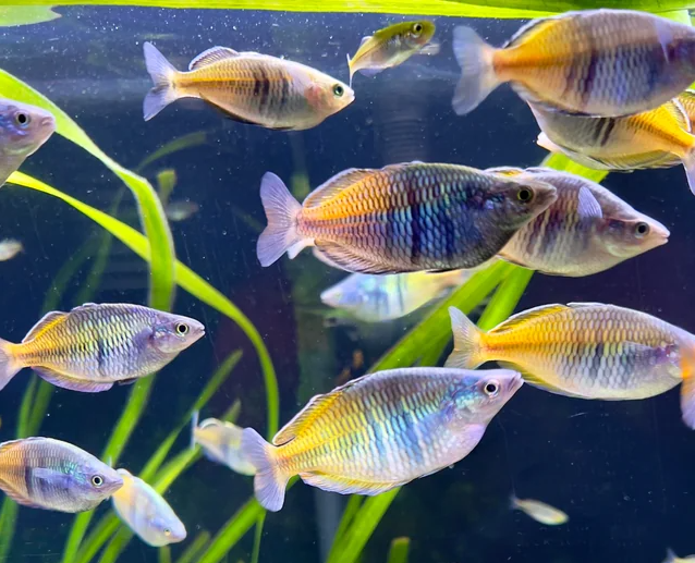 Pictured, A vibrantly colored community of Boesemani Rainbowfish