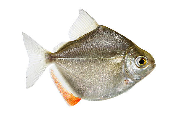 Silver Dollar Fish