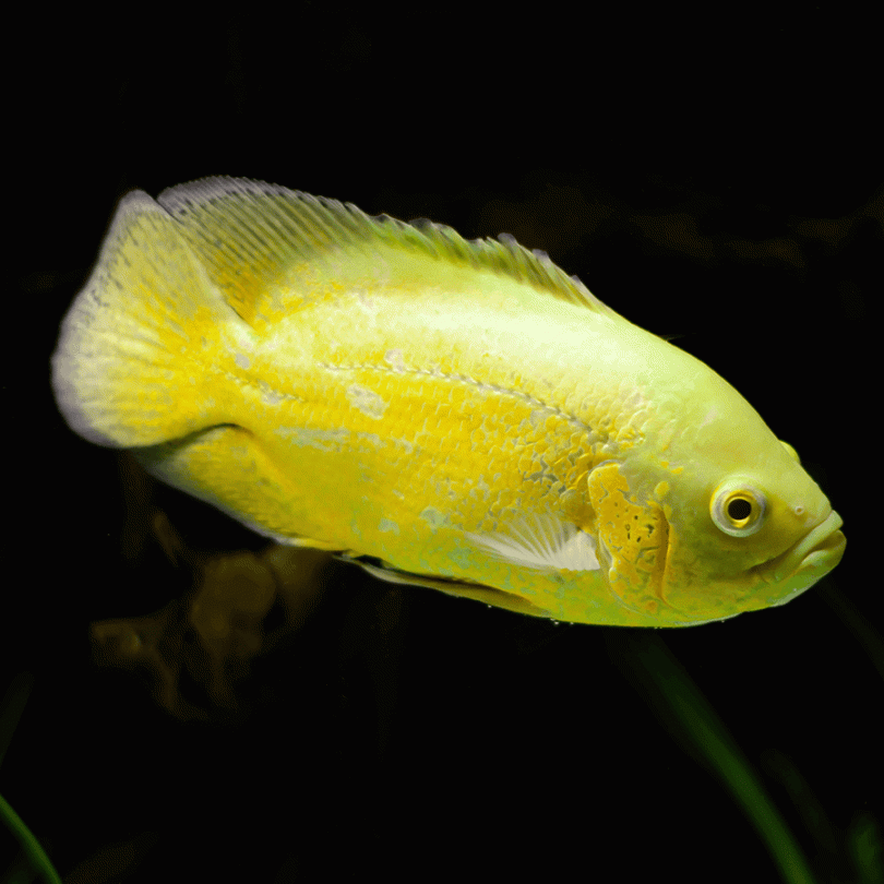 Welcome to the guide to Lemon Oscar Care