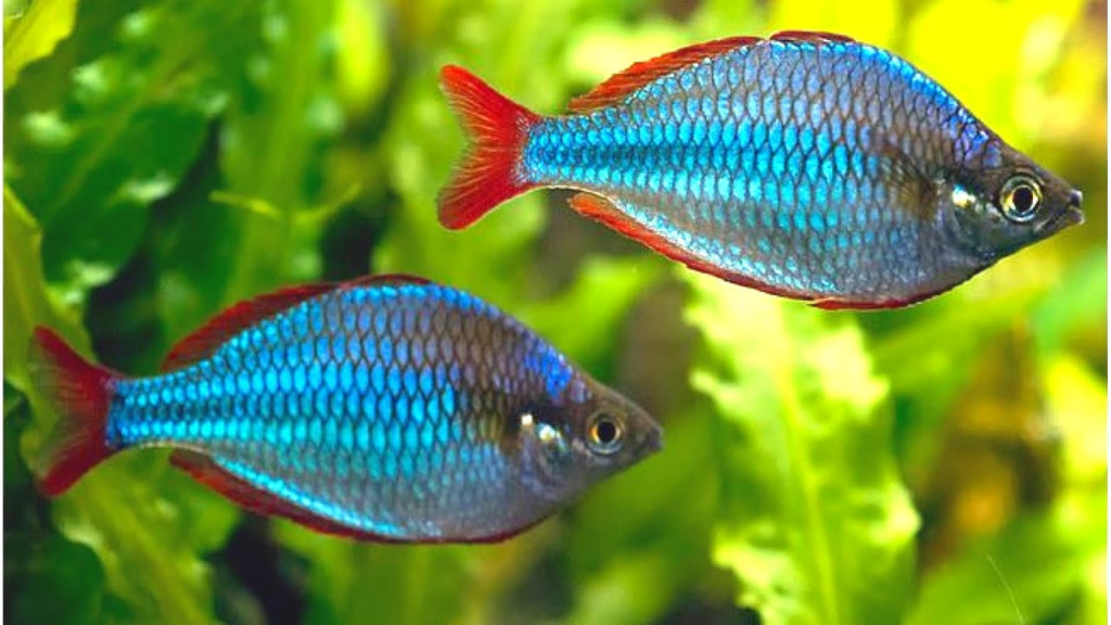 Pictured, Dwarf Neon Rainbowfish in a planted tank