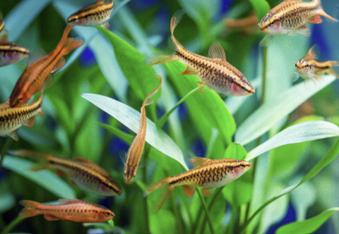 Cherry Barb Diet