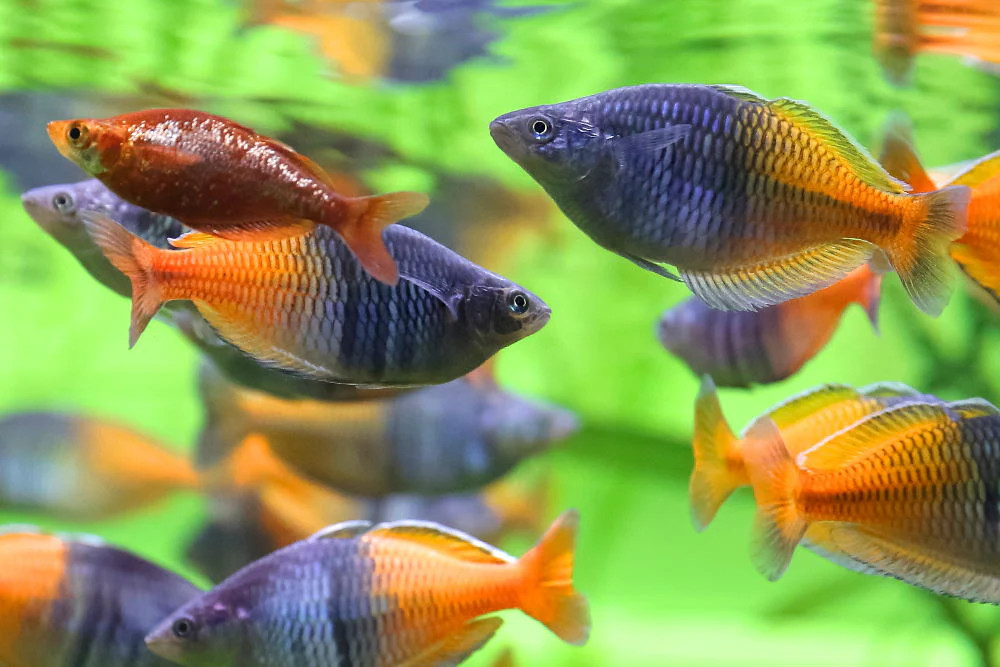 Boesemani & Turquoise Rainbowfish swimming around in an aquarium.