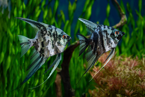 Marble Angelfish