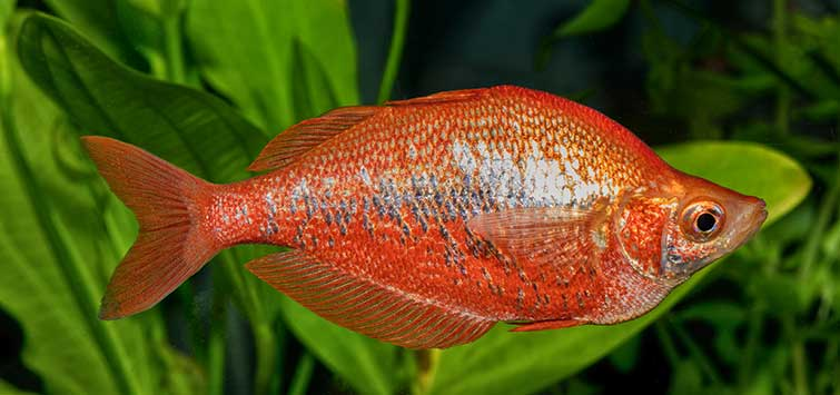 Pictured, a Red Rainbowfish with flashy silver scales