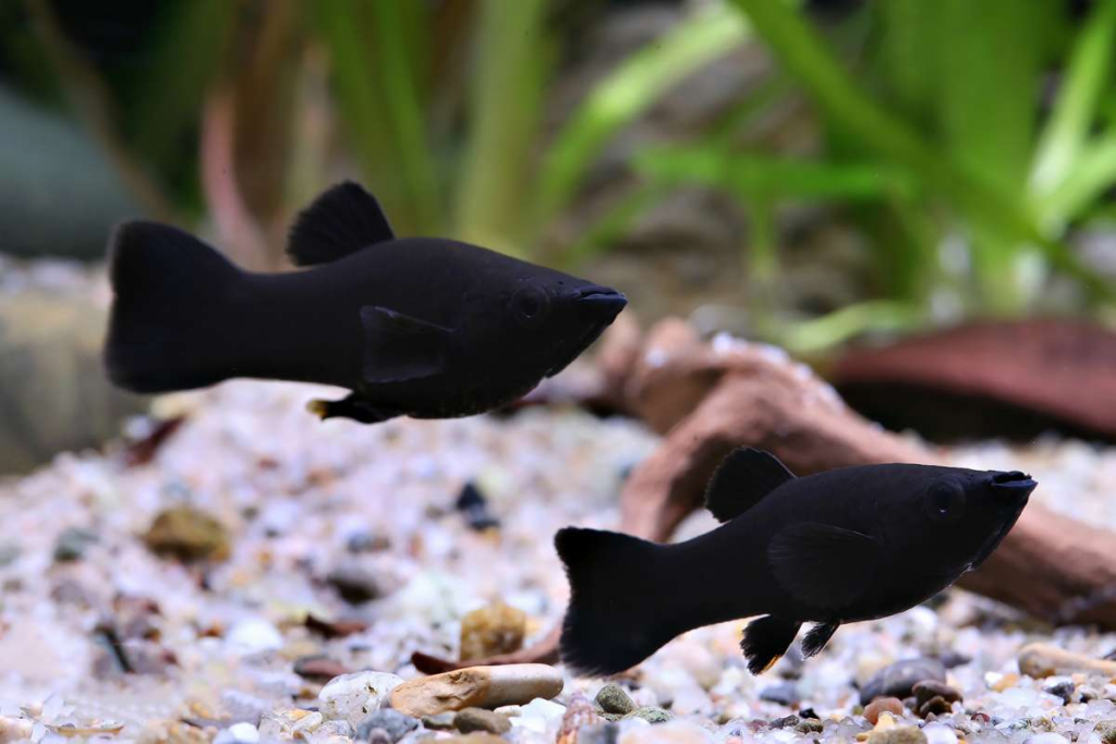 Two striking True Black Molly in their planted nano tank