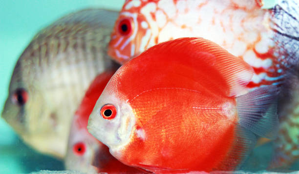 Pictured, Distinctive features on a Marlboro Red Discus