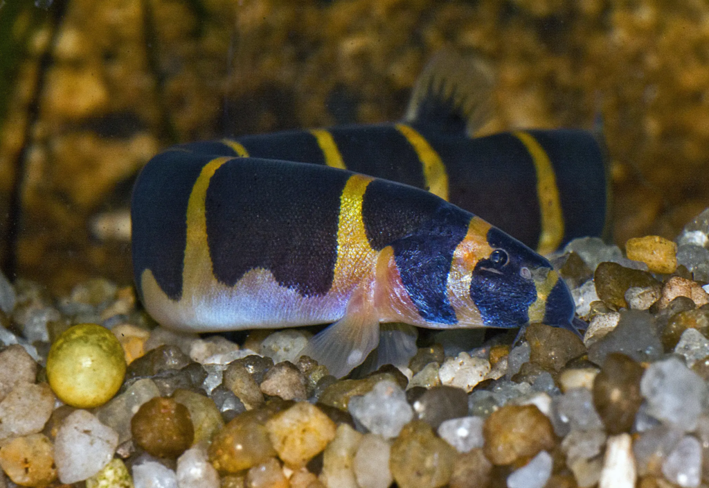 Does Kuhli Loach Eat Shrimp?
