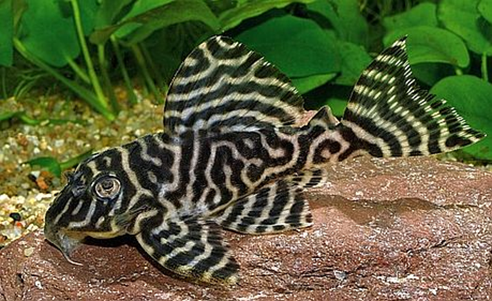 King Tiger Pleco