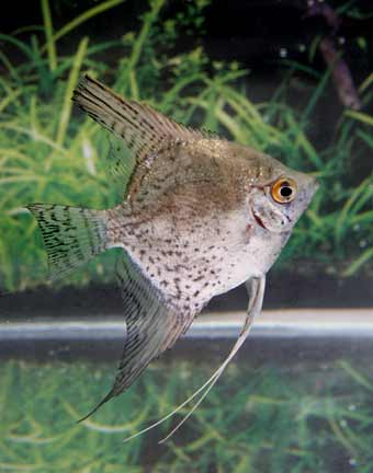 Leopard Angelfish