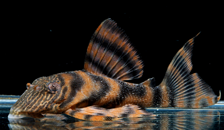 Alenquer Tiger Pleco