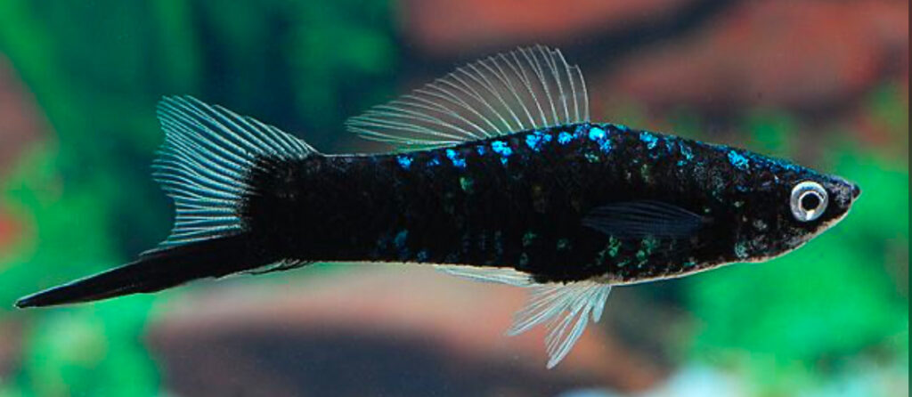 Black Swordtail.