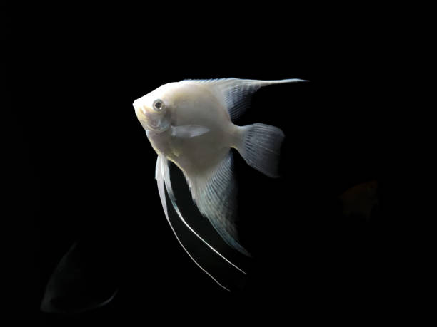 Albino Angelfish