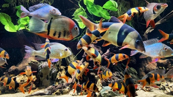 Hungry fish
