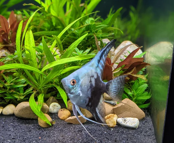 What about the Half-Black Angelfish traits makes it still relevant several decades after its discovery?