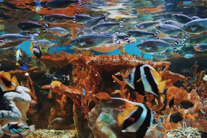 Saltwater fish
