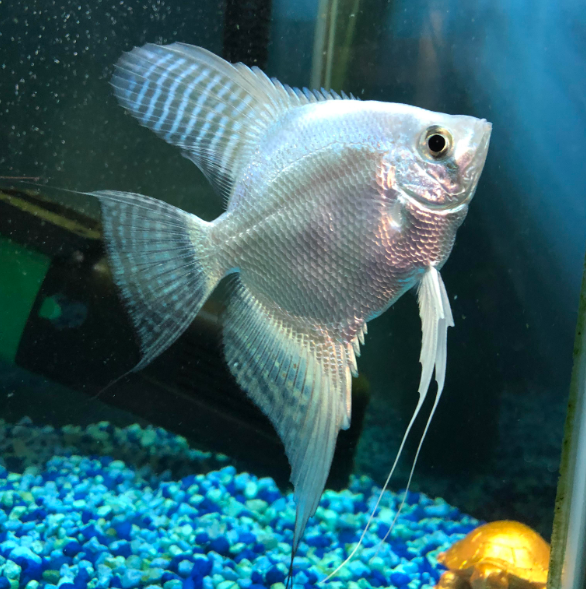 Pictured, Philippine Blue Ghost Angelfish