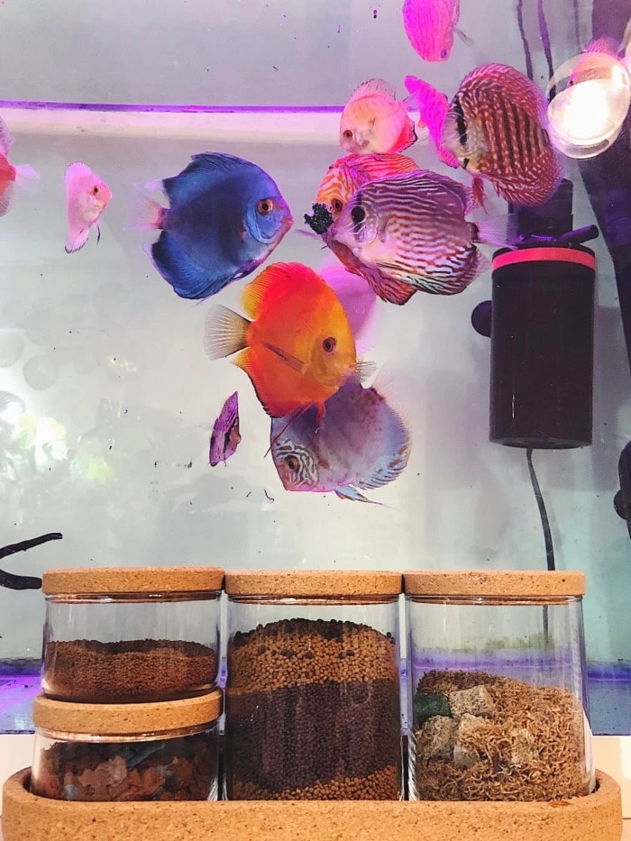 Fish food storage