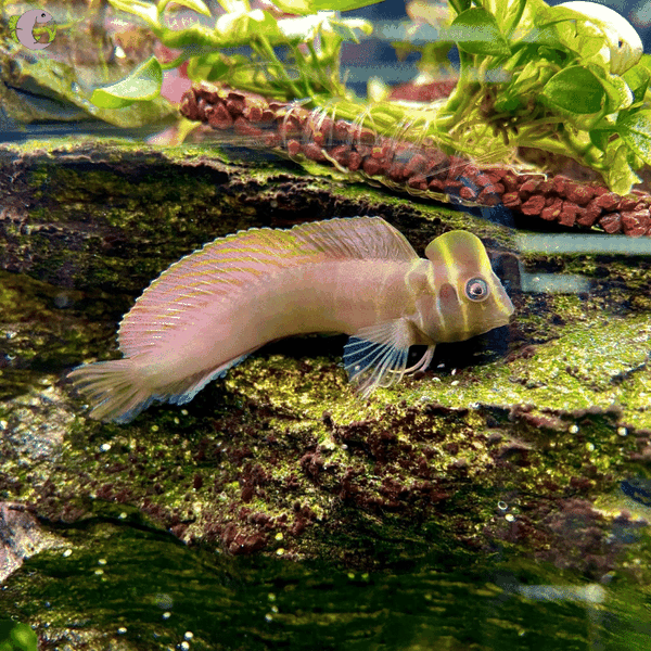 Top Hat Blenny
