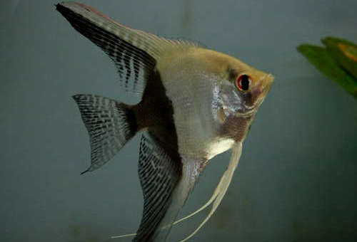 Half Black Angelfish