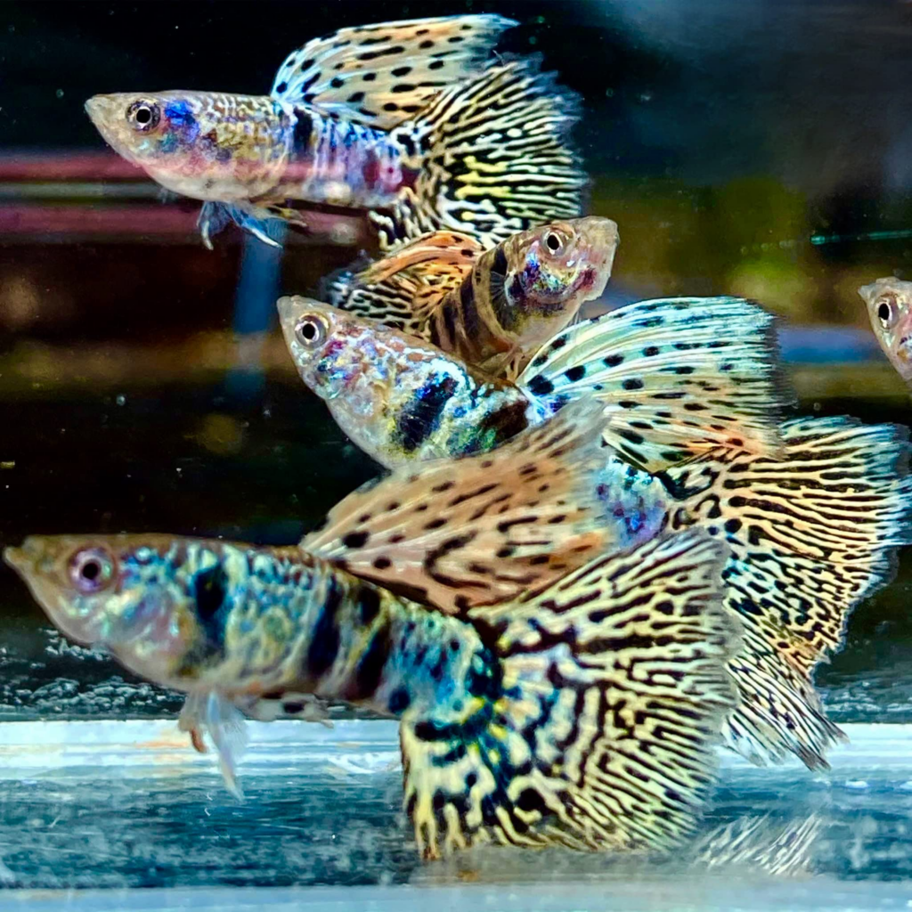 Tiger Guppies: A Complete Care Guide