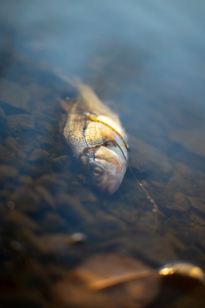 Dead aquarium fish