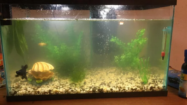 Cloudy Fish tank