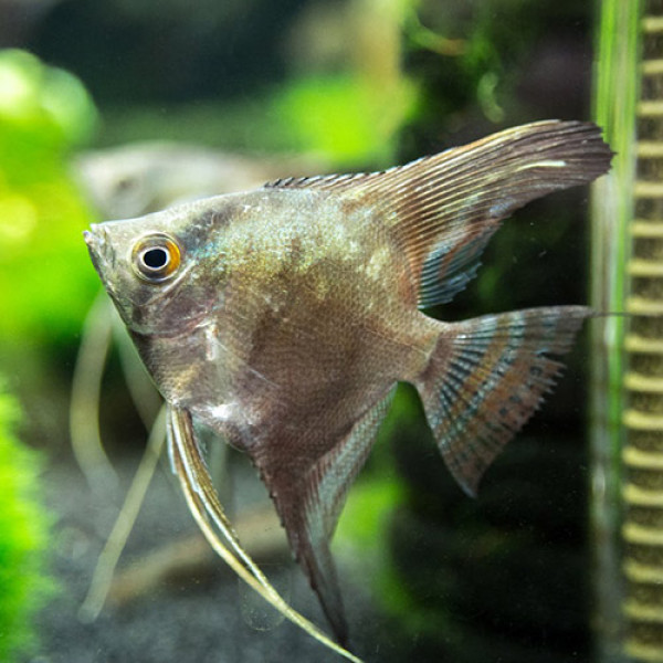 Smokey Angelfish