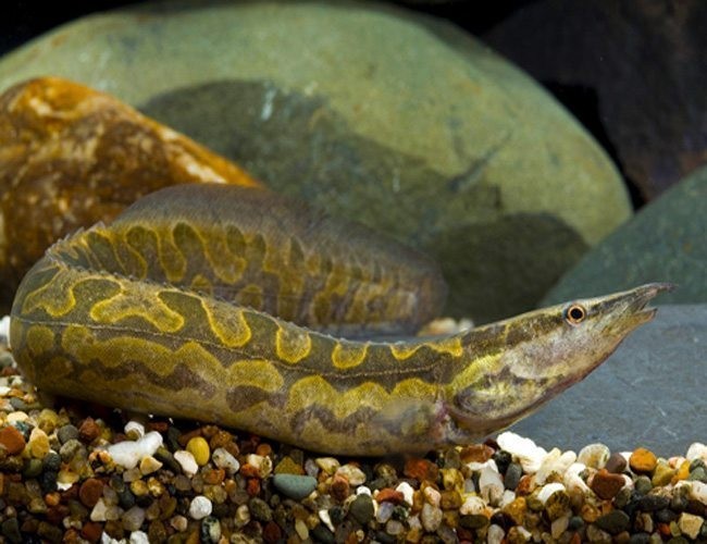 Tire Track Eel resting on the substrate alongside the rocks of its aquarium.